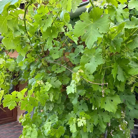 Trappen * Nimshuscheid