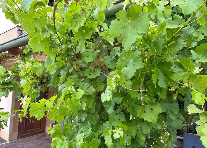 Trappen * Nimshuscheid